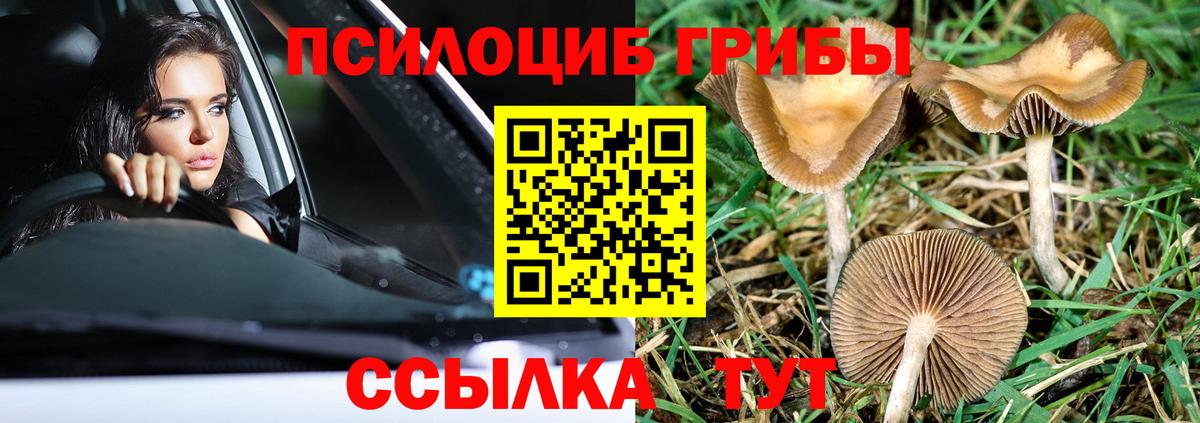 Псилоцибиновые грибы Psilocybine cubensis  Вход с VPN  Михайловск 